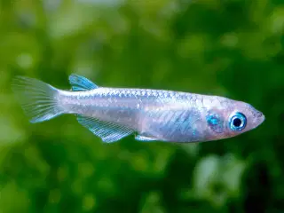 Japansk Risfisk Medaka 