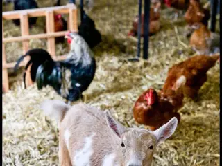 Vi modtager og henter dyr GRATIS –