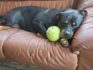 Rottweiler tæve søger nyt hjem 