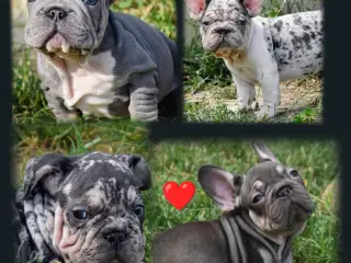Fransk bulldog 