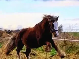 Super skøn og velgående vallak