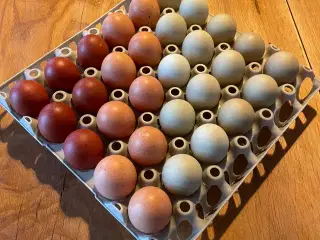 Rugeæg. Grønne, brune, mørkebrune og olivengrønne
