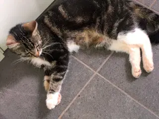 Hun kat søger nyt hjem