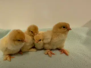 Brahma Lemon Pyle
