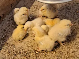 Laksefarvede faverolls kyllinger