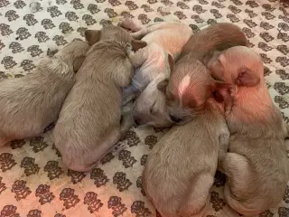 🐶Små Maltipoo hvalpe til salg🐶