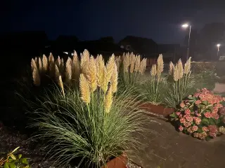 Pampas græs spids/top