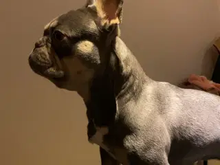Fransk bulldog hvalpe