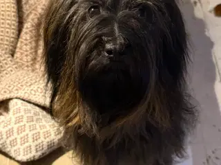 Bichon Havanais tæve 