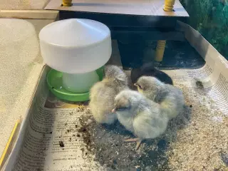 Daggamle kyllinger, racerene Silverruds blå