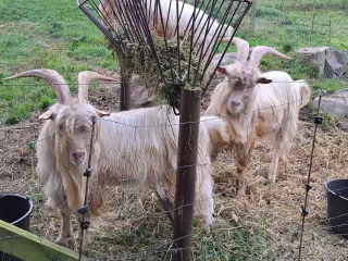 Gedebuk Dansk Landrace