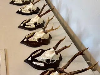 Råbukke opsatser sælges 