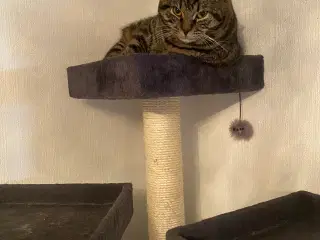 British Shorthair killinger
