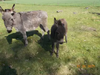 æsel