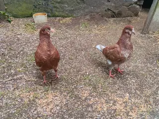 Dueunger 