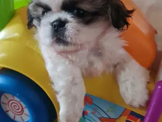 En Pekingeser dreng tilbage
