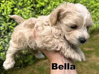 Maltipoo stueopdræt af DNA testede forældre