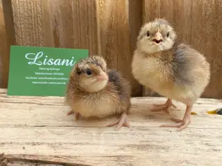 Cream Legbar Rugeæg
