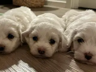 "Bløde, Legesyge Hvalpe – Coton de Tuléar med Stam