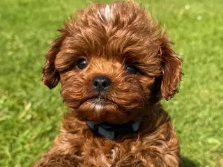 Cavapoo Rejseklar 