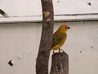 Safranfinker fra 2024 til salg.