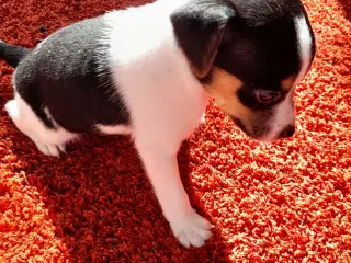 Dansk svensk gårdhund 