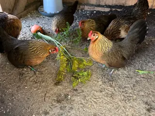 Smukke dværghøns - hollandske