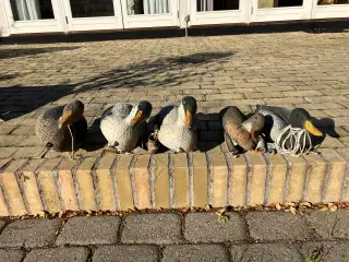 Lokkeænder