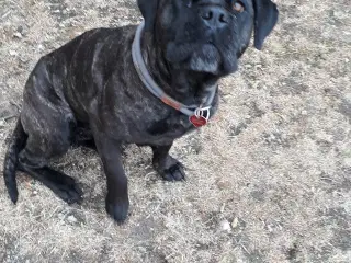 Cane Corso Hvalpe Sælges. Læs helle teksten. 