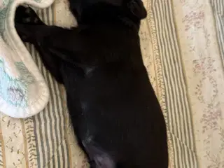 Rottweiler / Labrador hvalpe