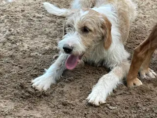 Skønne Baku søger sit 4ever hjem