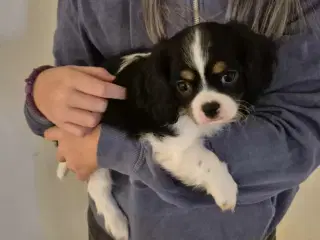 Flytteklar Shih Tzu blanding hvalpe