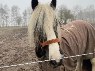 Dejlig tinker pony