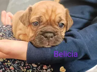 Belicia 💝 Fransk Bulldog/ Puggel hvalp