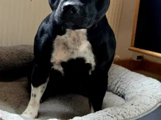 Super sød staffy sælges..