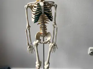 Anatomisk skelet 85cm