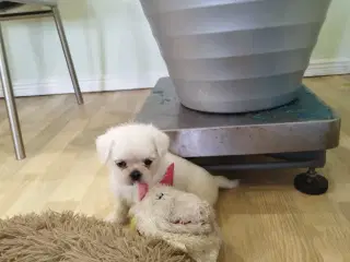 Mops/Coton hvalpe 