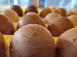 Daggamle kyllinger sælges