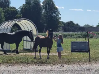 Welsh pony