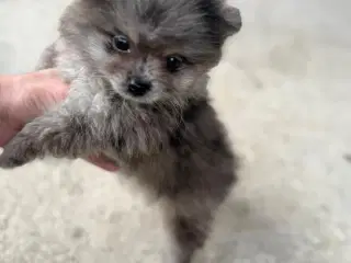 Pomeranian 