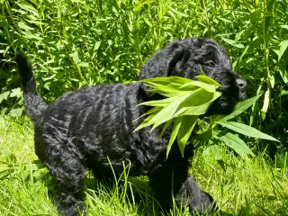 Labradoodle Hvalpe