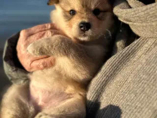 Finske Lapphundehvalpe søger nye, kærlige hjem