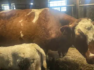 3 korthon køer med kalv 