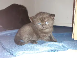 British shorthair killinger med stamtavle