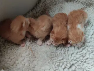 Røde killinger født på morsdag. Klar i uge 31