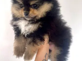 B&t Pomeranian dreng