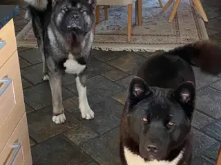 Hunde / Amerikansk Akita