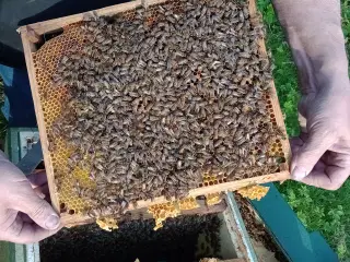 Bifamilier til slg