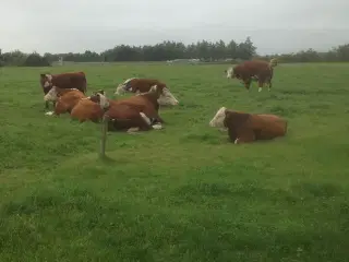 Hereford ko/kvie
