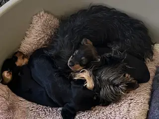 Ruhåret Gravhund - hvalpe 4 uger